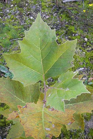 Platanus x hispanica \ Bastard-Platane, D Ludwigshafen 8.10.2011