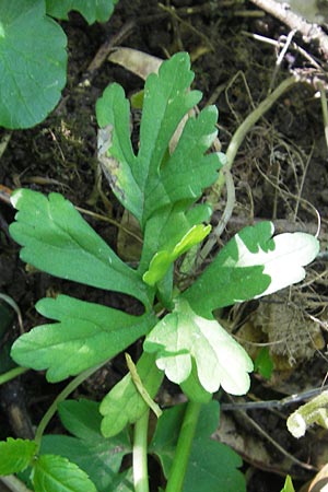 Ranunculus pleiophyllus \ Vollblttriger Gold-Hahnenfu / Filled-Leaved Goldilocks, D Harthausen 2.5.2012