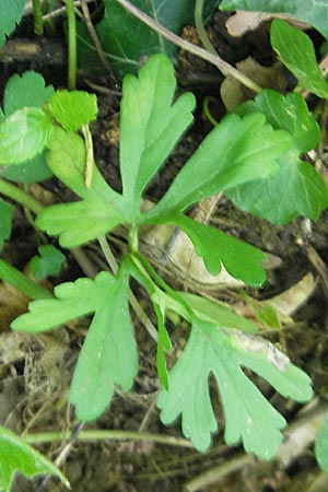 Ranunculus pleiophyllus \ Vollblttriger Gold-Hahnenfu / Filled-Leaved Goldilocks, D Harthausen 2.5.2012