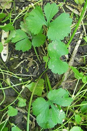 Ranunculus pleiophyllus \ Vollblttriger Gold-Hahnenfu / Filled-Leaved Goldilocks, D Harthausen 2.5.2012