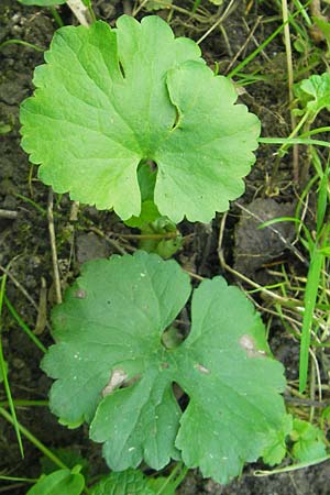 Ranunculus pleiophyllus \ Vollblttriger Gold-Hahnenfu / Filled-Leaved Goldilocks, D Harthausen 2.5.2012