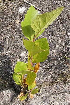 Platanus x hispanica \ Bastard-Platane / London Plane-Tree, D Kelsterbach 15.9.2012