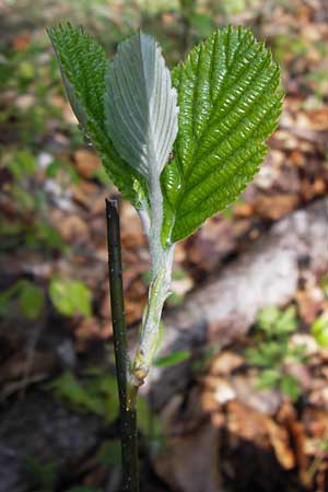 Sorbus parumlobata \ Schwachgelappte Mehlbeere / Small-Lobed Whitebeam, D Thüringen, Arnstadt 8.5.2013