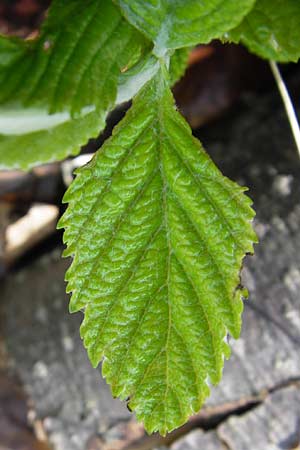 Sorbus parumlobata \ Schwachgelappte Mehlbeere / Small-Lobed Whitebeam, D Thüringen, Arnstadt 8.5.2013