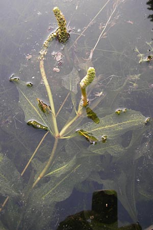 Potamogeton lucens \ Glnzendes Laichkraut / Shining Pontweed, D Botan. Gar.  Universit.  Heidelberg 11.6.2013