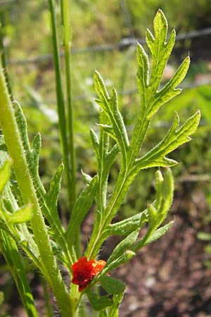 Papaver lecoqii \ Gelbmilchender Saat-Mohn / Lecoq's Poppy, D Sternenfels 13.6.2013