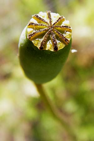 Papaver lecoqii \ Gelbmilchender Saat-Mohn / Lecoq's Poppy, D Sternenfels 13.6.2013