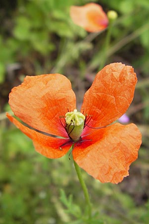 Papaver lecoqii \ Gelbmilchender Saat-Mohn / Lecoq's Poppy, D Sternenfels 14.6.2013