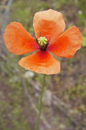 Papaver lecoqii \ Gelbmilchender Saat-Mohn / Lecoq's Poppy, D Sternenfels 14.6.2013