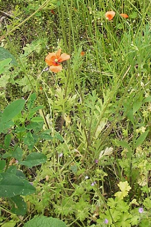 Papaver lecoqii \ Gelbmilchender Saat-Mohn / Lecoq's Poppy, D Sternenfels 14.6.2013