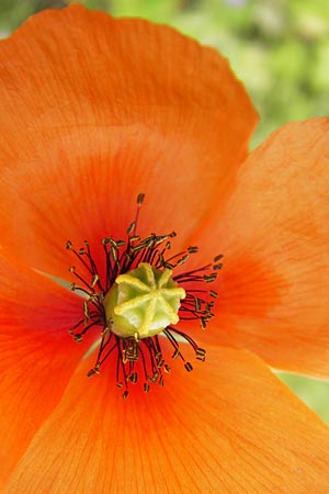 Papaver lecoqii \ Gelbmilchender Saat-Mohn / Lecoq's Poppy, D Sternenfels 14.6.2013