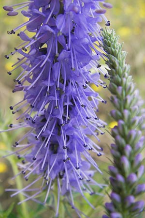 Veronica longifolia \ Langblttriger Blauweiderich, Langblttriger Ehrenpreis, D Groß-Gerau 4.7.2013