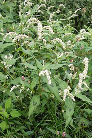 Persicaria lapathifolia \ Ampfer-Knterich / Pale Persicaria, D Mannheim 12.9.2013