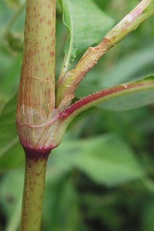 Persicaria lapathifolia \ Ampfer-Knterich, D Mannheim 12.9.2013