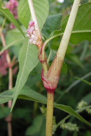 Persicaria lapathifolia \ Ampfer-Knterich, D Mannheim 12.9.2013