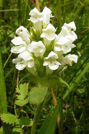 Prunella laciniata \ Weie Braunelle / Cut-Leaved Selfheal, D Wetzlar 5.7.2014