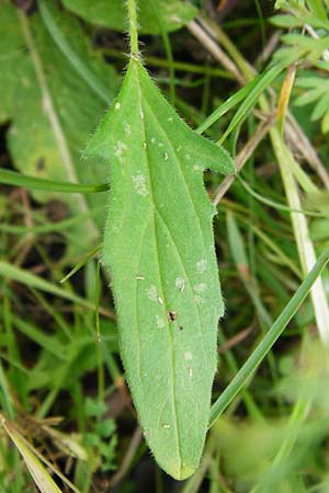 Prunella laciniata \ Weie Braunelle / Cut-Leaved Selfheal, D Wetzlar 5.7.2014