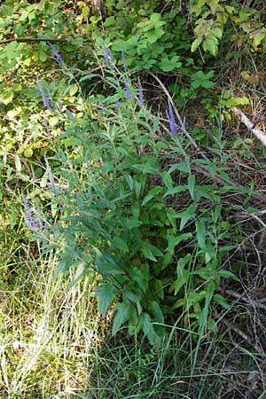 Veronica longifolia \ Langblttriger Blauweiderich, Langblttriger Ehrenpreis, D Graben-Neudorf 15.7.2014