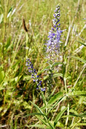 Veronica longifolia \ Langblttriger Blauweiderich, Langblttriger Ehrenpreis, D Oppenheim 18.7.2014