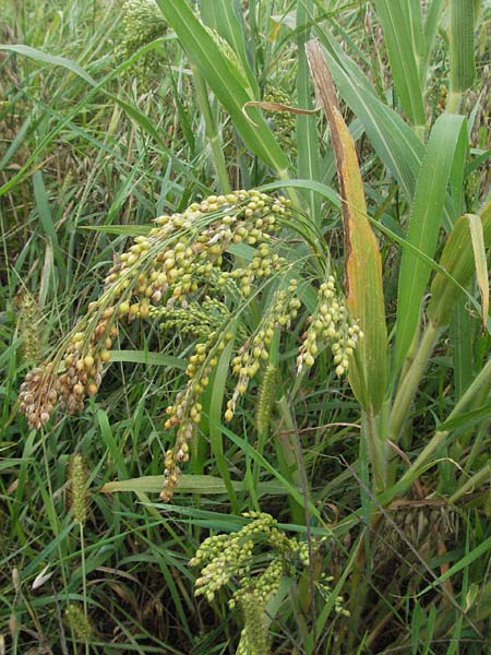 Panicum miliaceum subsp. miliaceum / Common Millet, D Babenhausen 11.8.2007