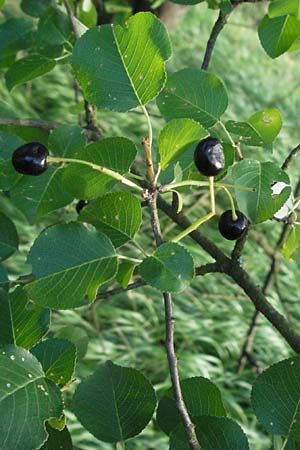 Prunus mahaleb \ Felsenkirsche, Stein-Weichsel, D Hemsbach 6.7.2007