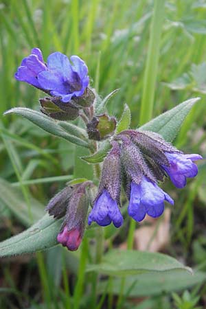 Pulmonaria montana \ Knolliges Lungenkraut / Mountain Lungwort, D Kraichtal-Unteröwisheim 9.4.2011