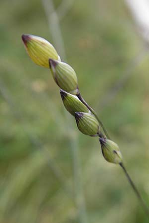 Panicum miliaceum subsp. ruderale \ Unkraut-Rispen-Hirse / Blackseeded Proso Millet, Broomcorn Millet, D Reilingen 6.10.2011