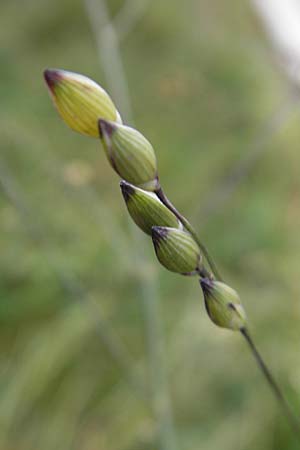 Panicum miliaceum subsp. ruderale \ Unkraut-Rispen-Hirse, D Reilingen 6.10.2011