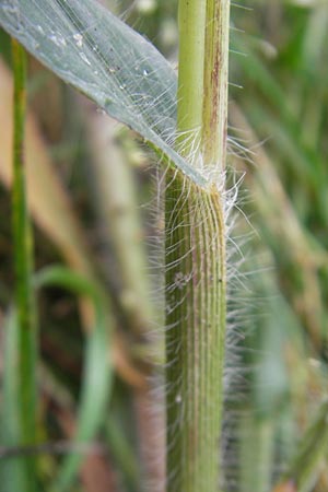 Panicum miliaceum subsp. ruderale / Blackseeded Proso Millet, Broomcorn Millet, D Reilingen 6.10.2011