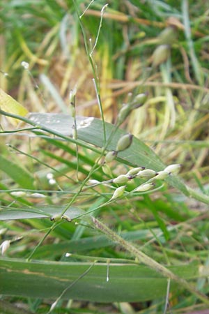 Panicum miliaceum subsp. ruderale / Blackseeded Proso Millet, Broomcorn Millet, D Reilingen 6.10.2011