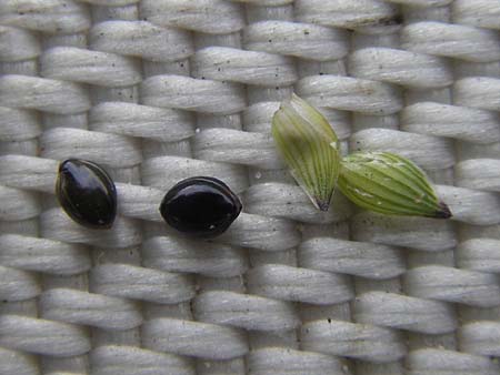 Panicum miliaceum subsp. ruderale \ Unkraut-Rispen-Hirse / Blackseeded Proso Millet, Broomcorn Millet, D Reilingen 6.10.2011