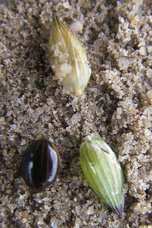 Panicum miliaceum subsp. ruderale / Blackseeded Proso Millet, Broomcorn Millet, D Reilingen 6.10.2011