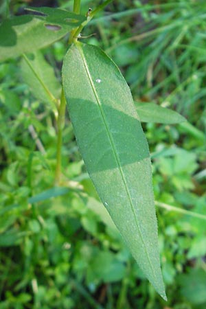 Persicaria mitis \ Milder Knterich, D Odenwald, Ursenbach 16.10.2011