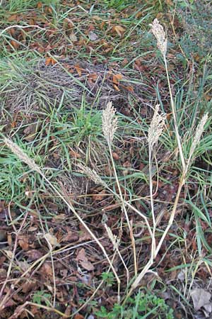 Panicum miliaceum subsp. miliaceum / Common Millet, D Mannheim 17.10.2011