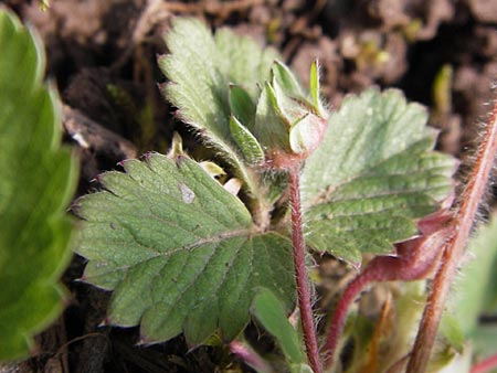 Potentilla micrantha \ Kleinbltiges Fingerkraut / Pink Barren Strawberry, D Schlossböckelheim 29.4.2013