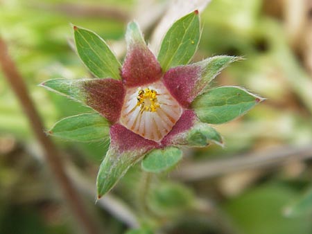 Potentilla micrantha \ Kleinbltiges Fingerkraut / Pink Barren Strawberry, D Schlossböckelheim 29.4.2013