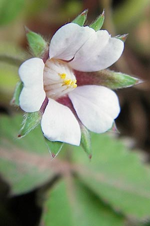 Potentilla micrantha \ Kleinbltiges Fingerkraut / Pink Barren Strawberry, D Schlossböckelheim 29.4.2013