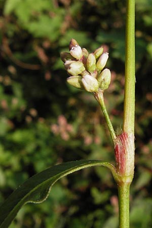 Persicaria maculosa \ Floh-Knterich, D Mannheim 21.9.2013