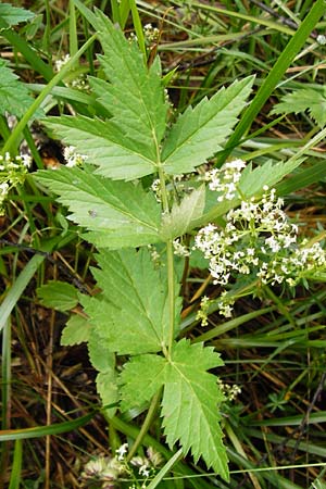 Pimpinella major \ Groe Bibernelle, D Irndorfer Hardt 8.7.2014