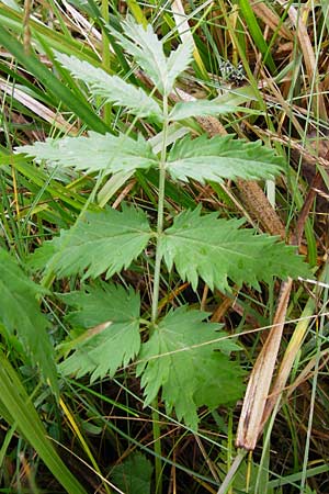 Pimpinella major \ Groe Bibernelle, D Irndorfer Hardt 8.7.2014