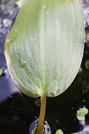 Potamogeton natans / Broad-Leaved Pontweed, D Eisenberg 17.8.2008