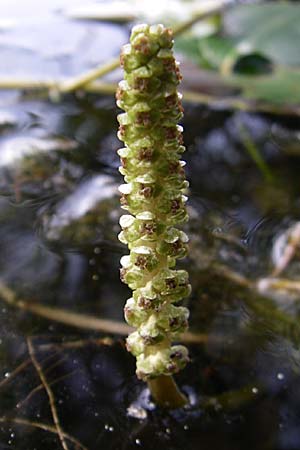 Potamogeton nodosus \ Flutendes Laichkraut, D Römerberg 28.8.2008