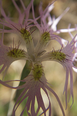 Dianthus superbus subsp. superbus / Superb Pink, Large Pink, D Römerberg 9.9.2009