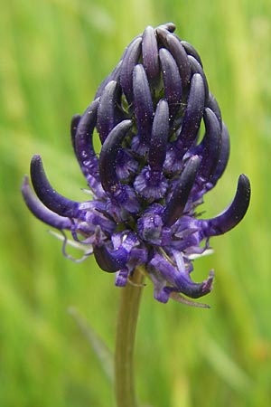 Phyteuma nigrum \ Schwarze Teufelskralle / Black Rampion, D Idar-Oberstein 14.5.2011