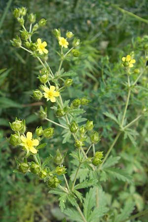 Potentilla intermedia \ Mittleres Fingerkraut / Downy Cinquefoil, Russian Cinquefoil, D Viernheim 4.6.2011