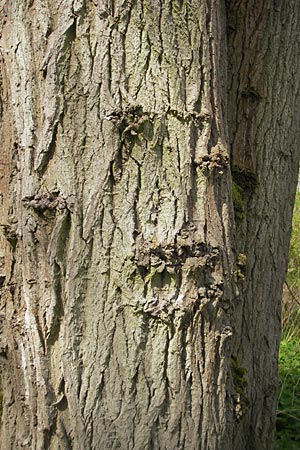 Populus x canadensis \ Kanadische Pappel, Bastard-Schwarzpappel / Black Poplar, D Mainz 21.4.2012