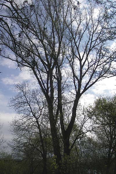 Populus x canadensis \ Kanadische Pappel, Bastard-Schwarzpappel / Black Poplar, D Mainz 21.4.2012