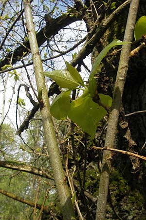 Populus x canadensis \ Kanadische Pappel, Bastard-Schwarzpappel, D Mainz 21.4.2012