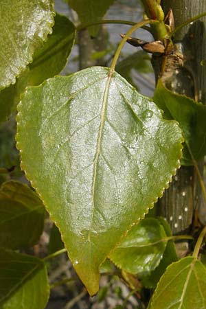 Populus x canadensis \ Kanadische Pappel, Bastard-Schwarzpappel, D Mainz 21.4.2012