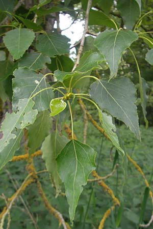 Populus nigra \ Schwarz-Pappel / Black Poplar, D Mainz 31.5.2012